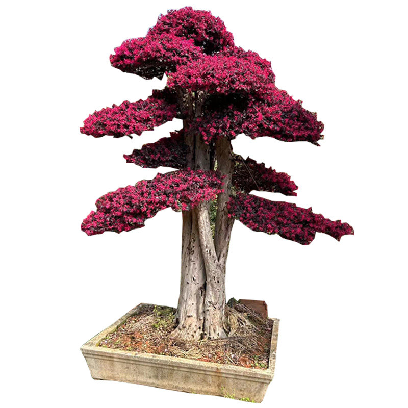 精品继木树桩庭院花卉植物