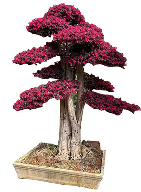 精品继木树桩庭院花卉植物