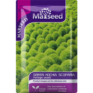 【MARSEED火星家】地肤花卉种子籽孑扫帚苗观赏花卉草花籽