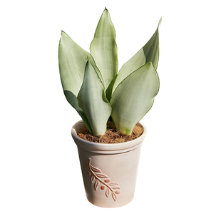 蜡烛白玉虎皮兰植物盆栽室内绿植桌面办公室小盆景 耐阴超好养