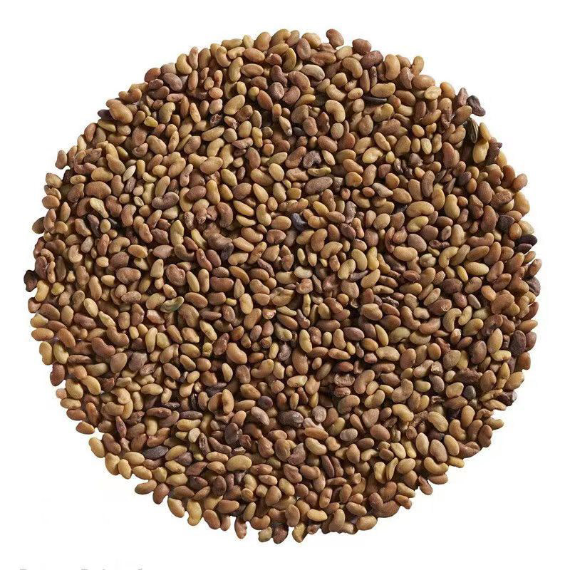 芽苗菜食用苜蓿芽籽当季紫花苜蓿育苗盘/营养钵