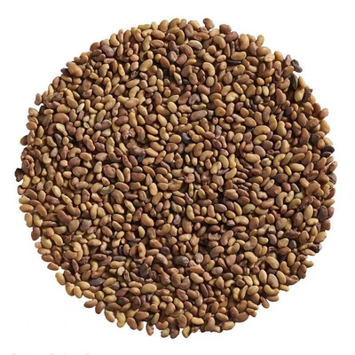 芽苗菜食用苜蓿芽籽当季紫花苜蓿草籽水培蔬菜苗盘菜阳台种植包邮