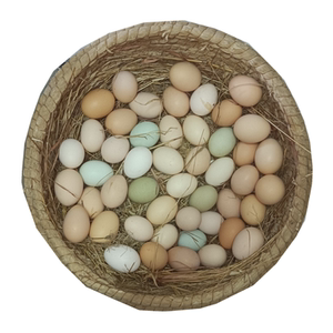 正宗散养绿壳乌鸡蛋土鸡蛋新鲜农村野外月子孕妇本绿色虫草笨50枚