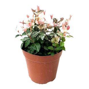 花叶络石盆栽黄金红彩叶洛石室内办公桌面易养护四季常青绿植花卉