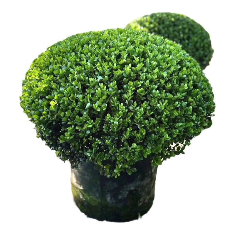完美冬青球庭院别墅花境常绿植物