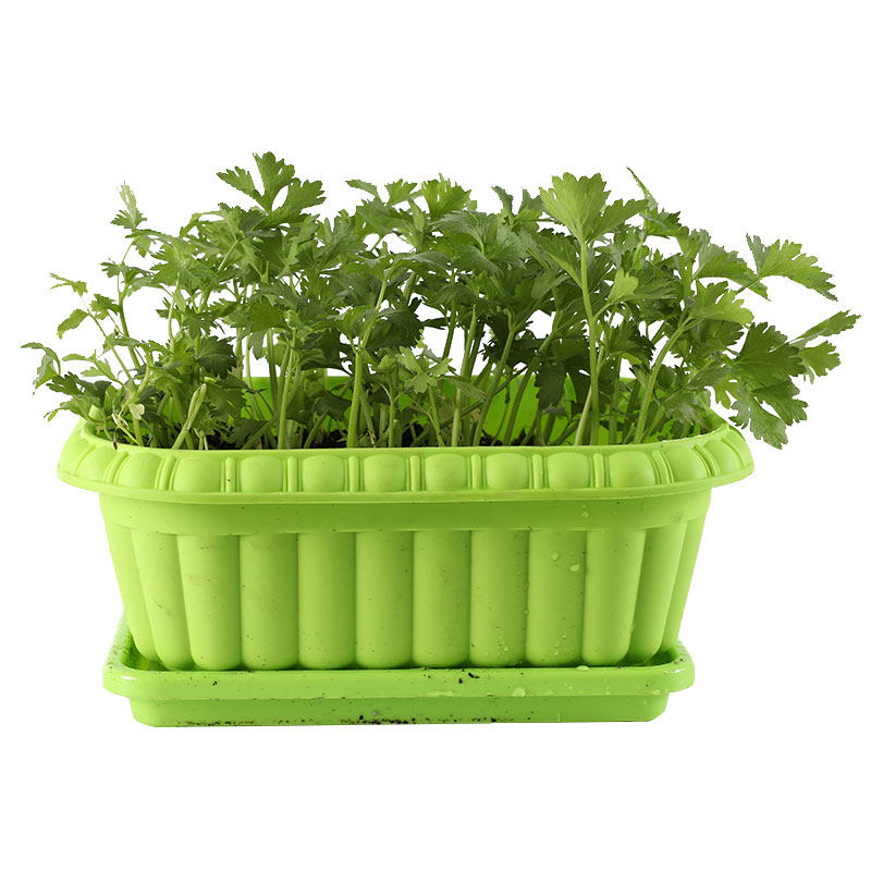 四季小香芹种子种籽苗秧香芹菜蔬菜菜种籽种白孑秧苗苗子根苗菜苗