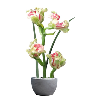 兰花苗 彩云追月 建兰铭品四季朵云老种浓香绿植花卉 夏季带花苞