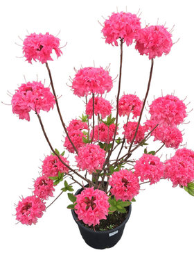 【直播】虹越落叶杜鹃花盆栽小苗庭院花园好养多年生耐寒开花灌木