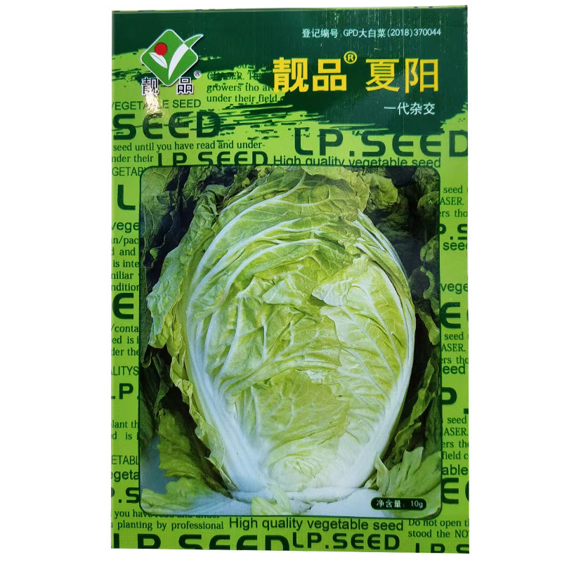 正宗耐热夏阳白菜种子包心农家黄心四季抗病大白菜种籽夏秋蔬菜子