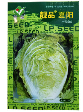 正宗耐热夏阳白菜种子