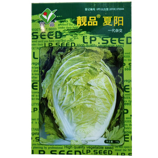 正宗耐热夏阳白菜种子包心农家黄心四季抗病大白菜种籽夏秋蔬菜子