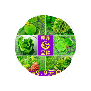 乌龟专用缸乌龟活物养乌龟水草小宠物造景植物巴西龟水草龟缸用品