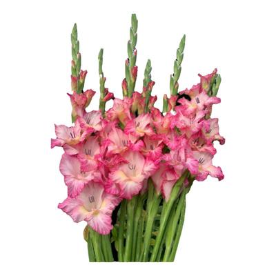 多年生宿根剑兰种球室外庭院花籽