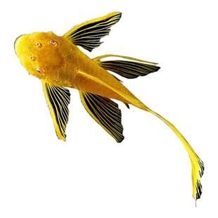 清道夫鱼缸清洁工工具鱼白鼠鱼24k黄金大帆大胡子鱼花椒鼠擦缸鱼