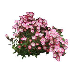 海蒂的花园 遮阳伞一款可吊起来种的月季春季成花瀑布花卉盆栽苗