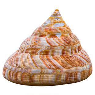 天然海螺橘红翁戎螺贝壳标本收藏鱼缸造景水族箱装饰摆件送礼