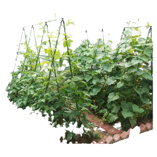 黄瓜爬藤架豆角架杆西红柿架种菜蔬菜搭棚子架植物支撑杆包塑钢管
