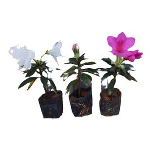 毛杜鹃花苗 多色杜鹃花鲜艳花卉 阳台庭院盆栽 耐寒绿篱绿化花苗