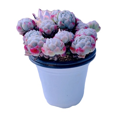 y云南香水贝瑞原盆原土  10厘米左右