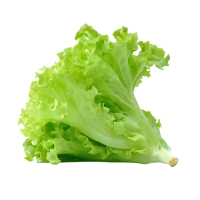 甜脆玻璃生菜种子脆嫩生