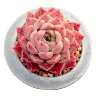 【一物一拍】粉斑点 杂交SP稀有多肉植物办公室盆栽绿植满28包邮