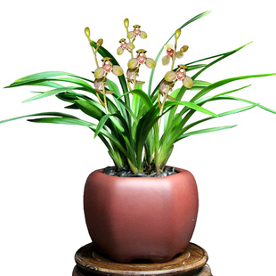 德芳兰业兰花建兰带花苞君荷基地直发浓香型花卉室内阳台庭院盆栽