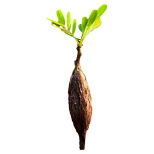 实生大肚沙漠苏木夏型种块根多肉植物花卉绿植室内盆栽美观好养