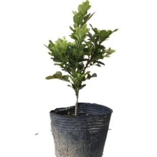 米兰花苗盆栽四季常青开花室内外客厅庭院净化空气浓香型芳香树苗