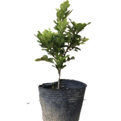 四季常青客厅净化空气芳香树苗