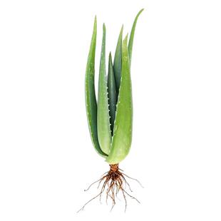 库拉索芦荟灌肤可食用美容灵草芦荟盆栽懒人多肉植物室内盆栽绿植