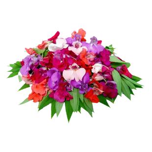 白色重瓣凤仙花种籽花卉秋天种的花四季播种开花阳台院子里花种子