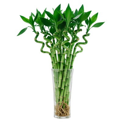 文昌竹水培植物粗杆富贵竹龙竹