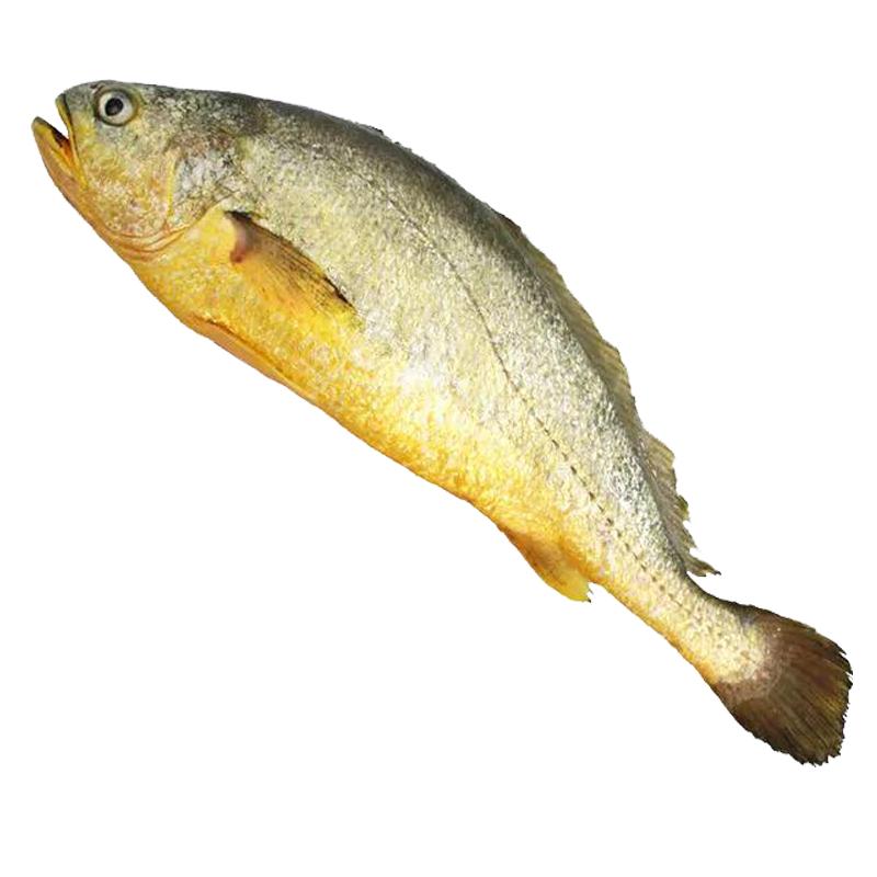 舟山東極島大黃魚東海深海海鮮新鮮整條野化生態(tài)深水養(yǎng)殖大黃花魚