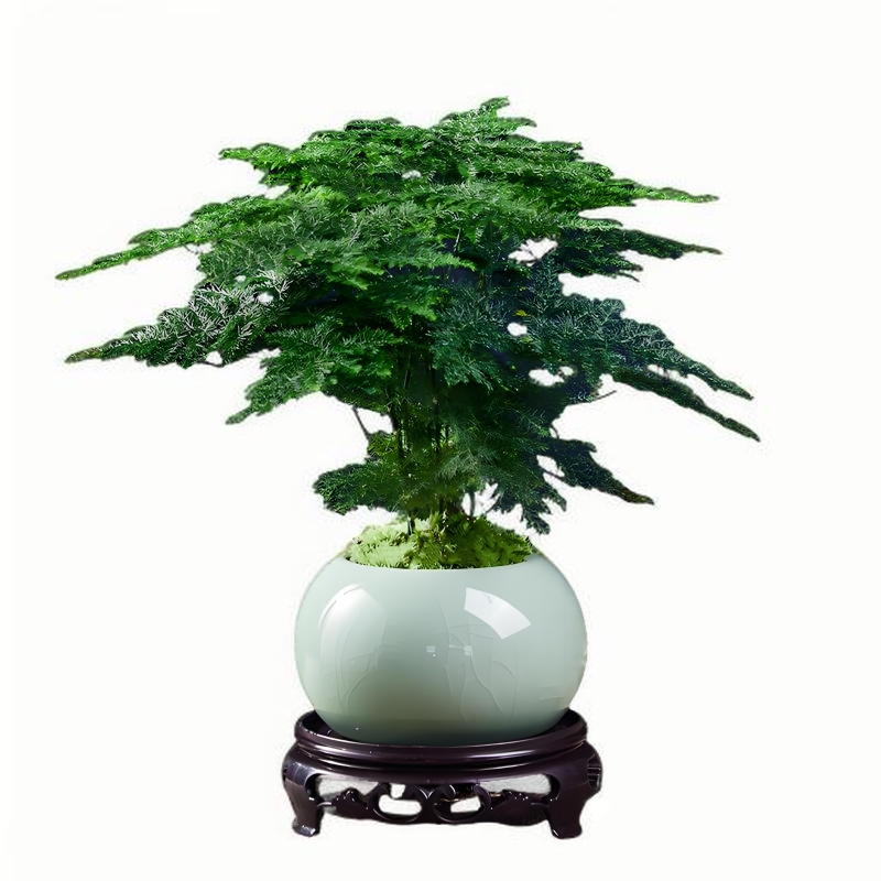 文竹盆栽植物室内花卉盆景客厅办公室桌面禅意小绿植好养四季常青