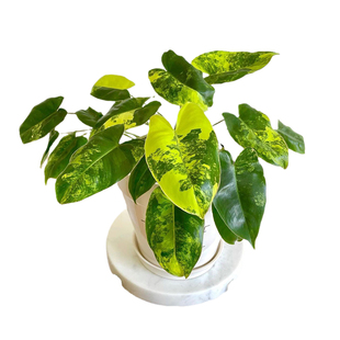 伯乐锦蔓绿绒Philodendron Burle Marx Albo原种进口热植 植迷者