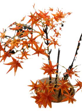 仿真红枫树盆栽仿生绿植