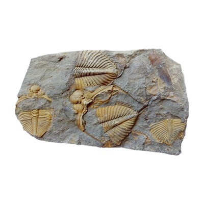 天然三叶虫化石化石儿童科普收藏