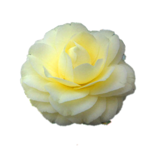 黄达茶花盆栽室内外植物阳台花卉庭院绿植黄色稀有品种树苗金丝雀