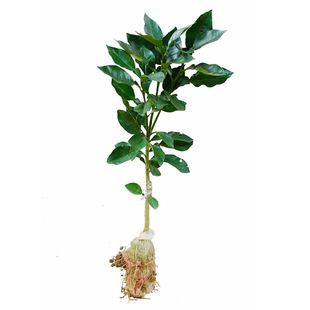 沙田柚苗特大果嫁接树苗泰国红宝石青柚红心三红蜜柚子果树苗包邮