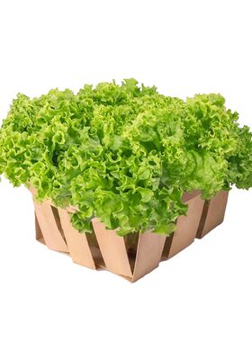 四季奶油生菜种子|超1000次加购