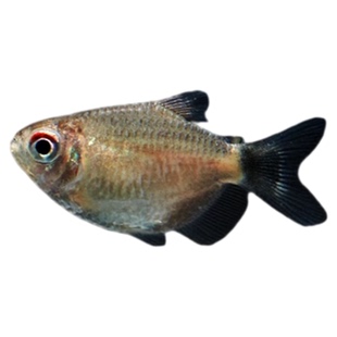 头尾球灯银屏灯鱼热带观赏鱼好养耐活鱼草缸灯科鱼淡水小型群游鱼