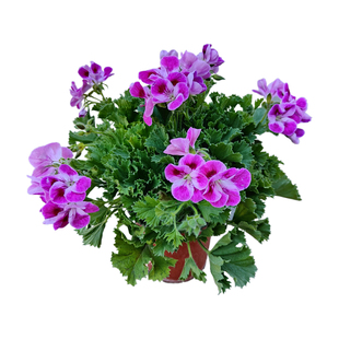 天竺葵盆栽洋绣球驱蚊三宝花季节春秋冬庭院阳台绿植重瓣大花包邮