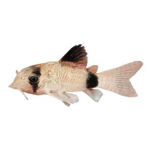 熊猫鼠鱼清洁工具鱼花椒鼠异型鱼清道夫鱼缸底除藻热带观赏鱼活体