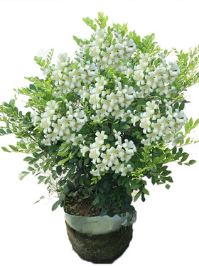 花苗盆栽怡人驱蚊庭院植物九里香