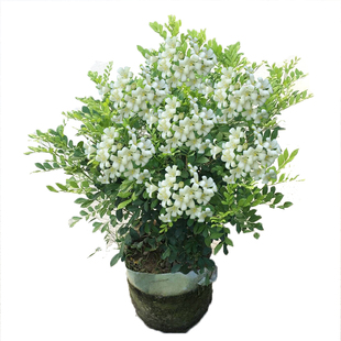 九里香花苗 七里香苗 千里香花 盆栽清香怡人驱蚊庭院植物绿化苗
