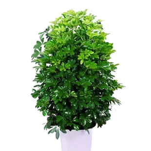 鸭脚木盆栽客厅绿植花卉室内大型八方来财鸭掌木七叶莲植物发财树