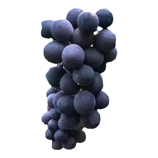 葡萄树苗适合南方种的葡萄巨峰阳光玫瑰夏黑无籽北方耐寒老桩果树