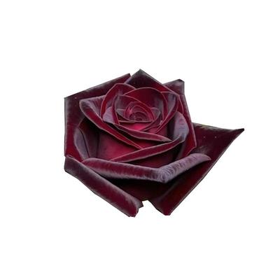 黑巴克玫瑰月季花大苗丝绒质感强