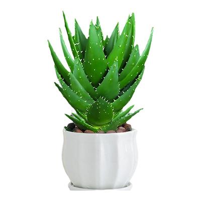 芦荟盆栽室内净化空气好养