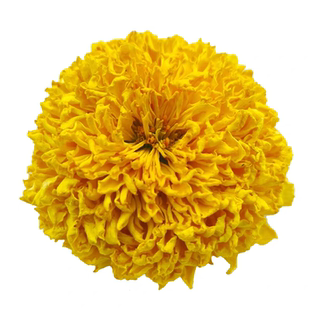 菊花金丝皇菊一朵一杯特级礼盒品质婺源皇菊绣球菊黄菊枸杞花